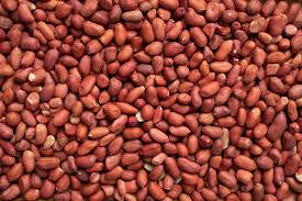groundnut