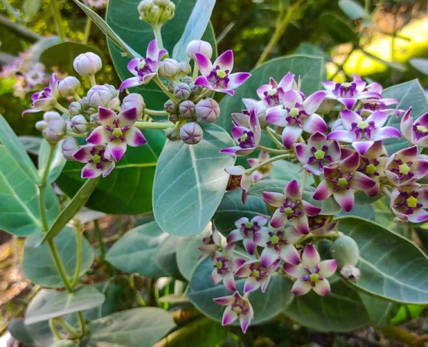 Aak Flower Leaves